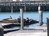 Sea Lions